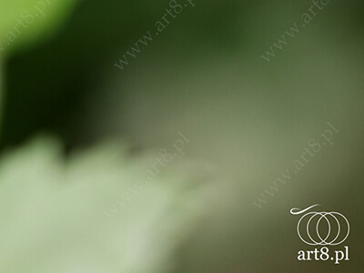 Fotografia - ''Kropla rosy'' 