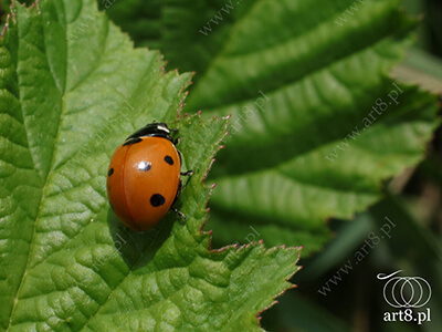 Fotografia - ''Biedronka 1'' 