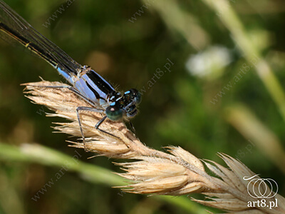 Fotografia - ''Ważka Tężnica wytworna - Ischnura elegans'' 