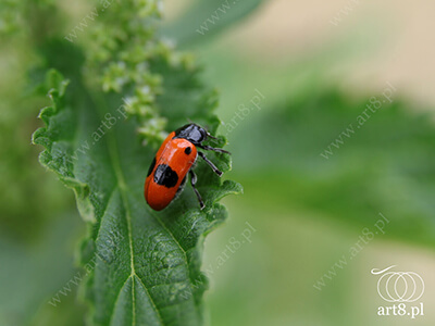 Fotografia - ''Owad 1'' 
