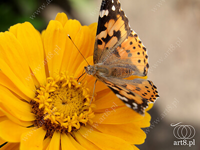 Fotografia - ''Motyl 1'' 