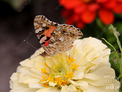 Fotografia - ''Motyl 2'' 