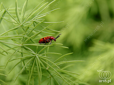 Fotografia - ''Chrząszcz poskrzypka szparagowa - Crioceris asparagi'' 