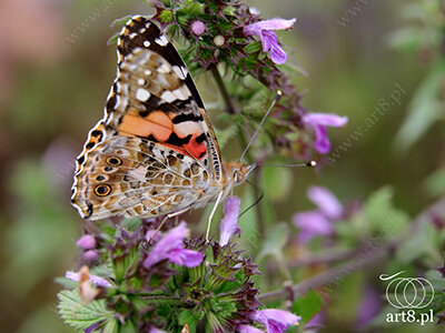 Fotografia - ''Motyl 3'' 