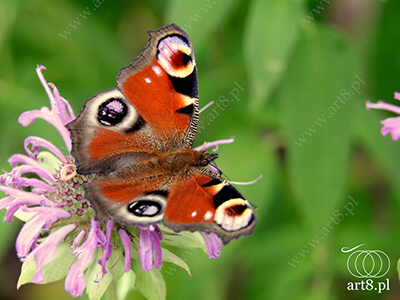 Fotografia - ''Motyl Rusałka pawik - Inachis io'' 