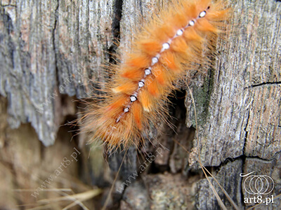 Fotografia - ''Gąsienica Wieczernica klonówka - Acronicta aceris 1'' 