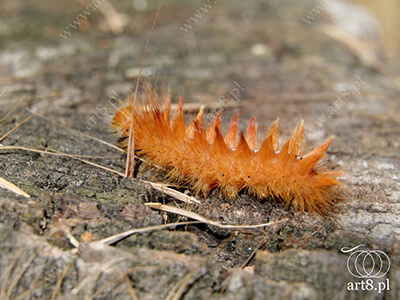 Fotografia - ''Gąsienica Wieczernica klonówka - Acronicta aceris 2'' 