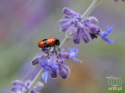 Fotografia - ''Owad 2'' 