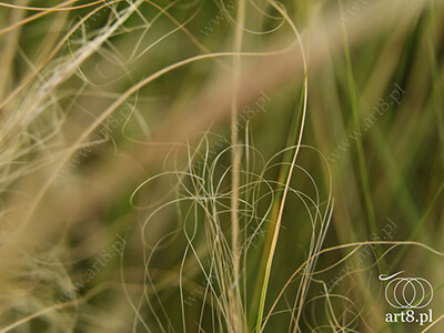 Fotografia - ''Trawy'' 