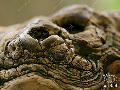 Fotografia - ''Kora drzewa 1'' 