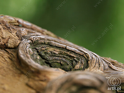 Fotografia - ''Kora drzewa 2'' 