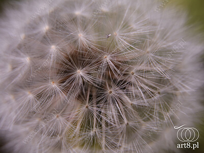 Fotografia - ''Dmuchawiec 1'' 