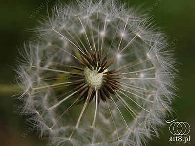 Fotografia - ''Dmuchawiec 2'' 