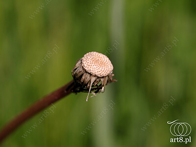 Fotografia - ''Dmuchawiec 3'' 