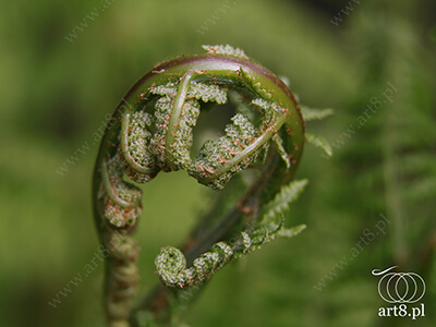 Fotografia - ''Paproć 1'' 