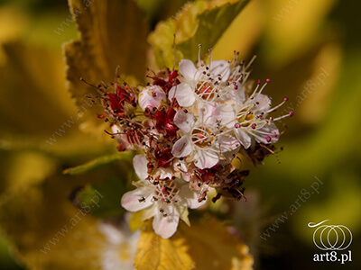Fotografia - ''Kwiaty'' 