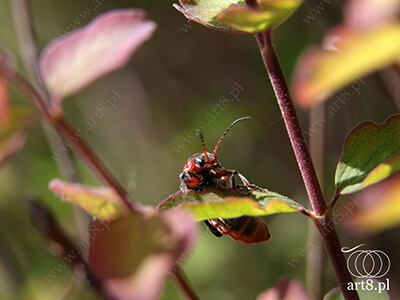 Fotografia - ''Omomiłek szary - Cantharis fusca 1'' 