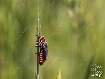 Fotografia - ''Omomiłek szary - Cantharis fusca 2'' 