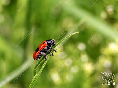 Fotografia - ''Owad 3'' 