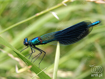 Fotografia - ''Ważka Świtezianka błyszcząca, świtezianka lśniąca - Calopteryx splendens 1'' 