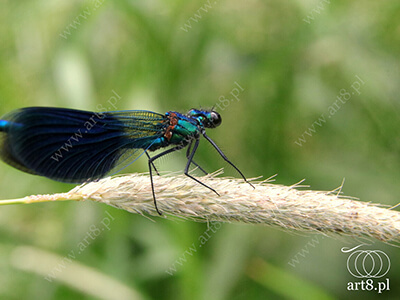 Fotografia - ''Ważka Świtezianka błyszcząca, świtezianka lśniąca - Calopteryx splendens 2'' 