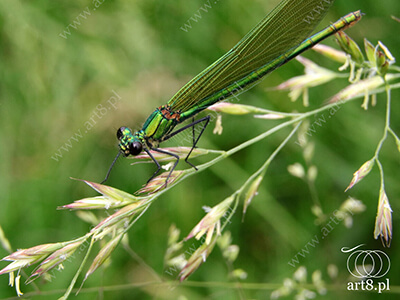 Fotografia - ''Ważka Świtezianka błyszcząca, świtezianka lśniąca - Calopteryx splendens 3'' 