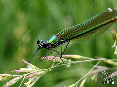 Fotografia - ''Ważka Świtezianka błyszcząca, świtezianka lśniąca - Calopteryx splendens 4'' 