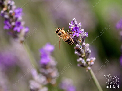 Fotografia - ''Pszczoła 5'' 