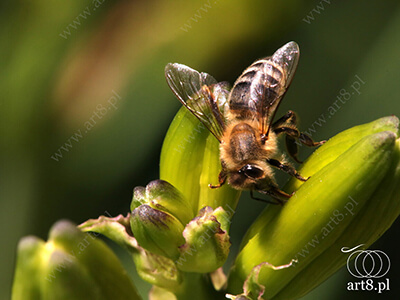 Fotografia - ''Pszczoła 7'' 