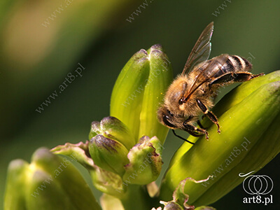 Fotografia - ''Pszczoła 8'' 