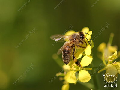 Fotografia - ''Pszczoła 10'' 