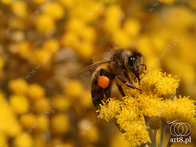 Fotografia - ''Pszczoła 11'' 
