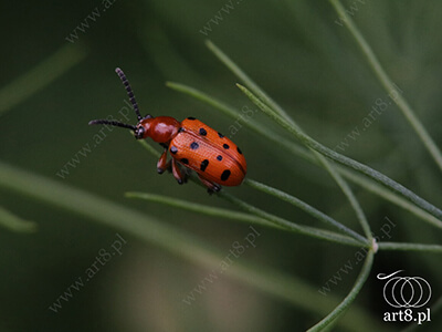 Fotografia - ''Czerwony owad 1'' 