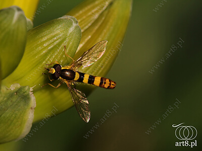 Fotografia - ''Owad 4'' 