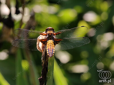 Fotografia - ''Ważka płaskobrzucha - Libellula depressa 1'' 