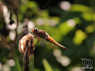 Fotografia - ''Ważka płaskobrzucha - Libellula depressa 2'' 