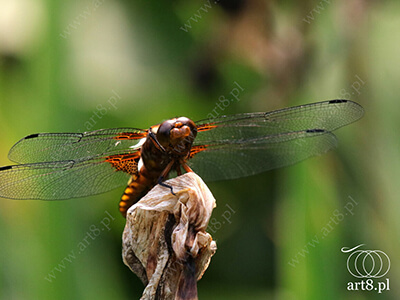 Fotografia - ''Ważka płaskobrzucha - Libellula depressa 3'' 