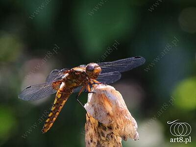 Fotografia - ''Ważka płaskobrzucha - Libellula depressa 4'' 