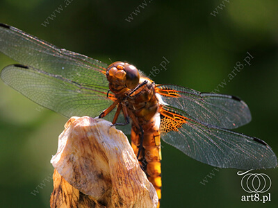 Fotografia - ''Ważka płaskobrzucha - Libellula depressa 5'' 