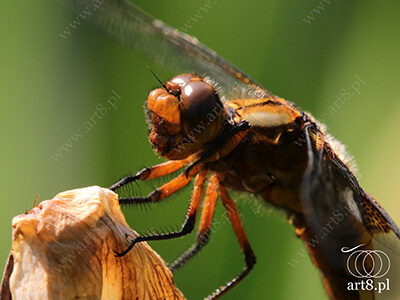 Fotografia - ''Ważka płaskobrzucha - Libellula depressa 6'' 