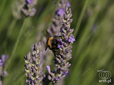 Fotografia - ''Trzmiel 5'' 
