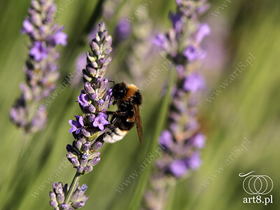 Fotografia - ''Trzmiel 6'' 